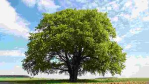 Importance of trees essay पेड़-पौधे का महत्व निबंध