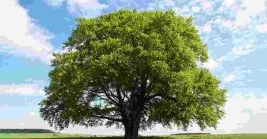 Importance of trees essay पेड़-पौधे का महत्व निबंध